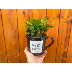 Kávovník arabský (Coffea Arabica) - výška 15-20 cm, kont. P9 - V HRNČEKU